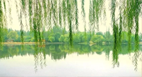 【養(yǎng)生知識(shí)】已入五九，六九將至，五九的養(yǎng)生秘訣，你知道嗎？