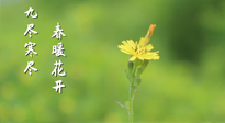 【九九養(yǎng)生】三月四日“九九日”，寒冬已過。春天養(yǎng)好身，全年不怕??！