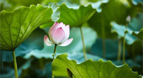 【三伏天養(yǎng)生】三伏天養(yǎng)生有六大禁忌，你知道嗎？記得分享給家人知道！