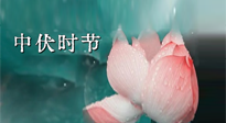 【艾灸三伏天】中伏：三伏灸的關(guān)鍵轉(zhuǎn)折點！“灸”除病根的大好時機！