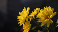 【養(yǎng)生知識】入秋菊花藥膳，美味營養(yǎng)、養(yǎng)生保??！
