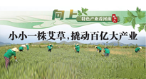 【行業(yè)資訊】向上，特色產(chǎn)業(yè)看河南：南陽艾區(qū)域品牌正在叫響！