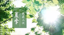 【艾灸三伏天】今年三伏不一般，仙草小助理建議大家早作準備哦！