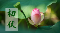 【三伏天】初伏將至，“蒸煮”模式開啟！想要健康，這四類食物別錯過??！