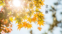 【節(jié)氣飲食】立秋將至，吃最合適的飲食，平穩(wěn)度過季節(jié)交替！